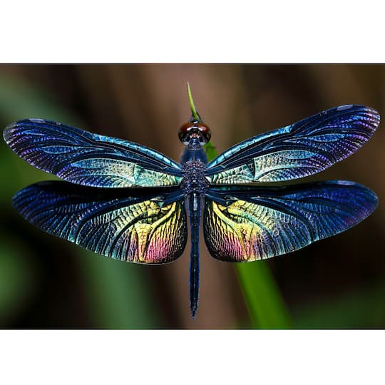 Sparkly Selections Dragonfly 40cm x 50cm Diamond Painting Kit, Round Diamonds